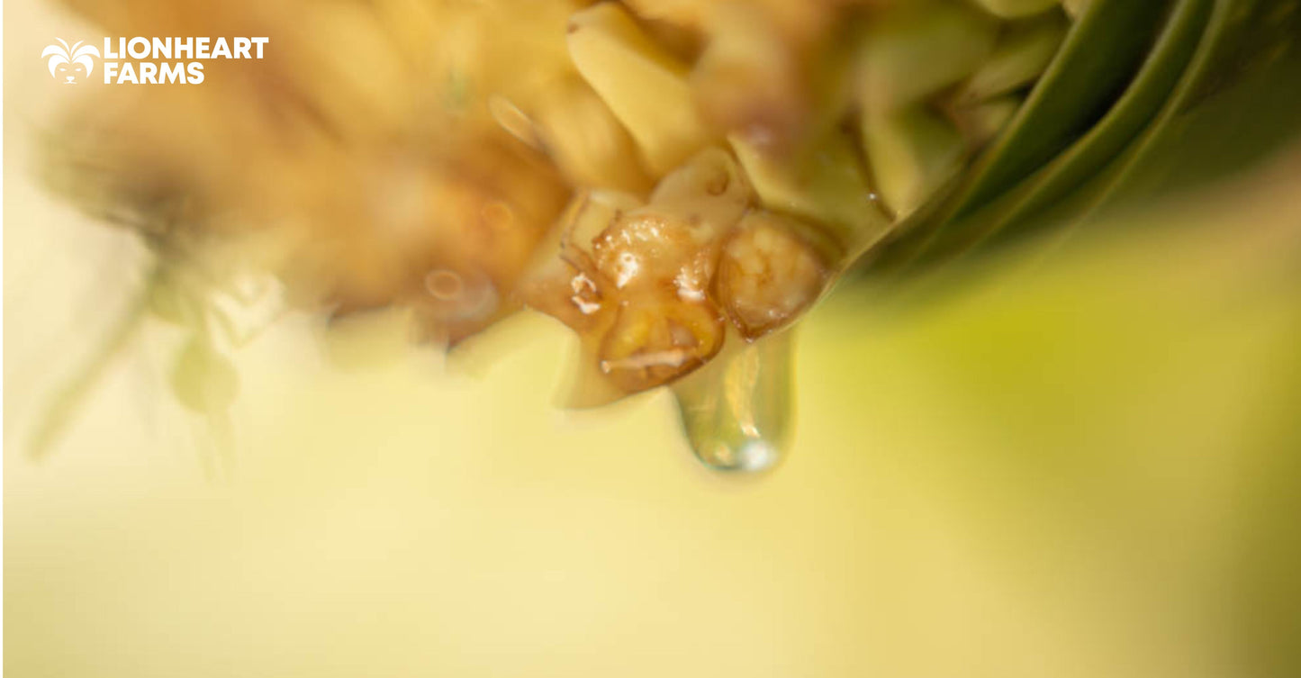 Lionheart Farms - How to Tap Coconut Nectar (Sap) Sustainably?