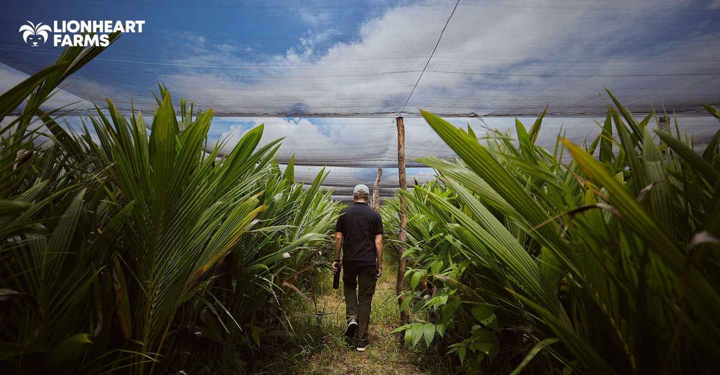 Lionheart Farms Cover Cropping