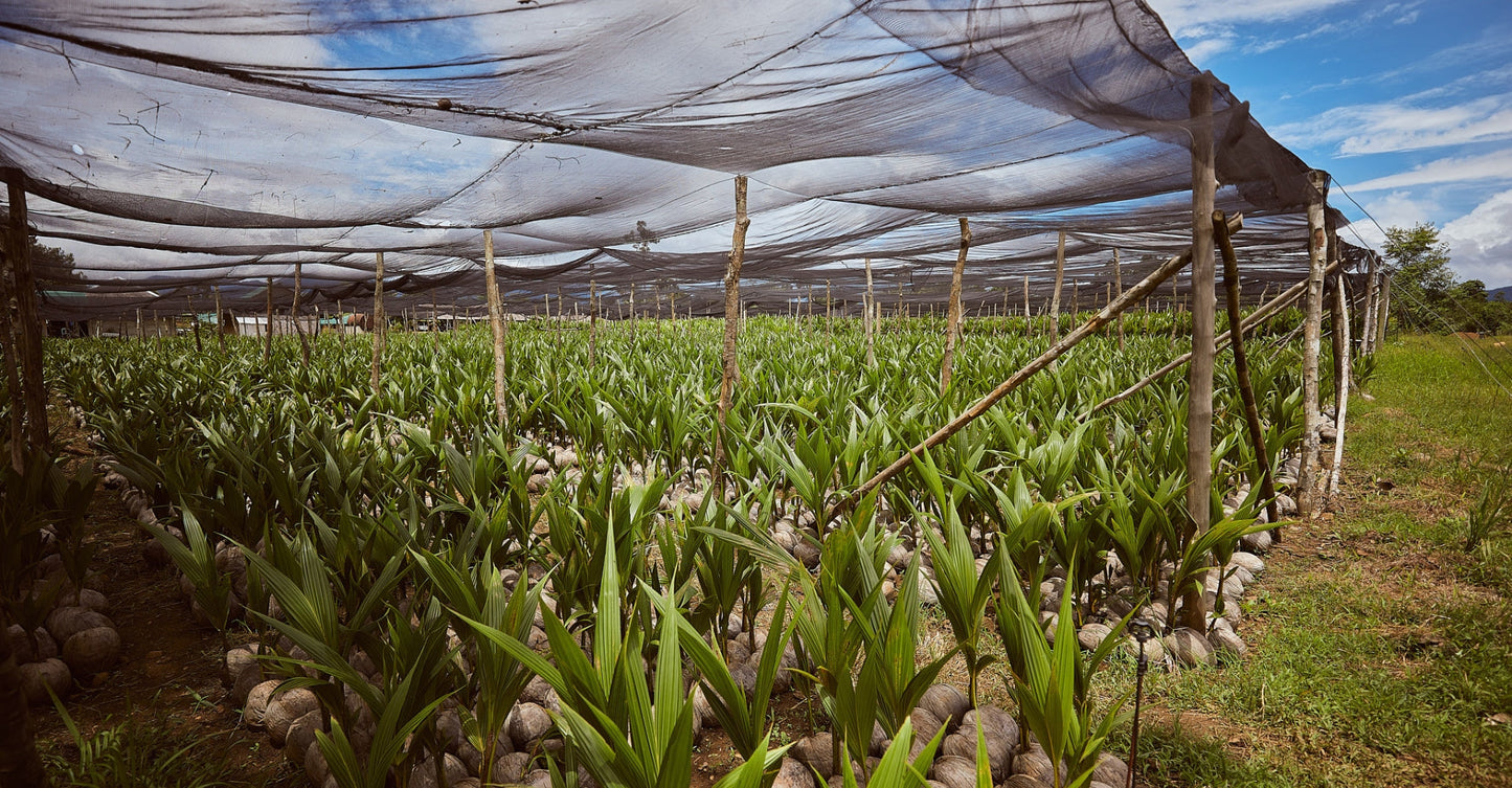Organic Farming with Lionheart Farms