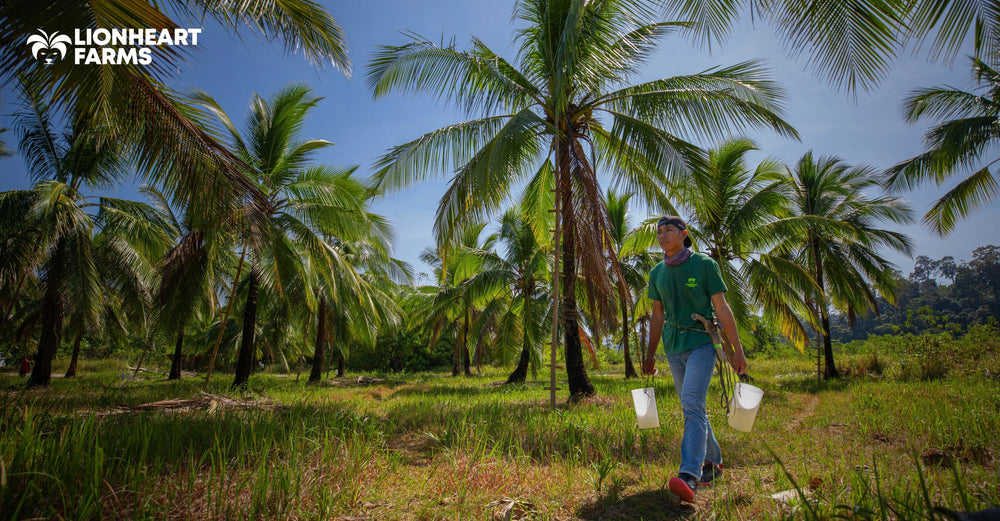 The Environmental Impact of Sustainable Coconut Farming: A Lionheart Farms Perspective