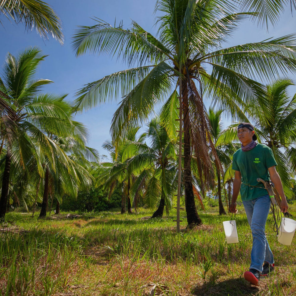 The Environmental Impact of Sustainable Coconut Farming: A Lionheart Farms Perspective