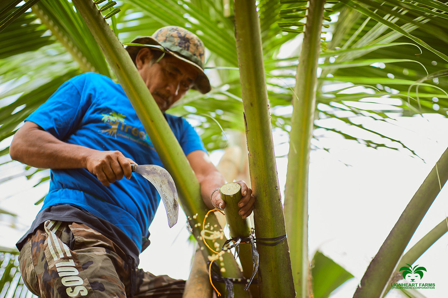 The inspiring story of Lionheart Farms and coconut farmers in Palawan